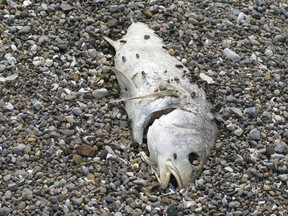 File photo of dead fish. (Windsor Star - Monica Wolfson)