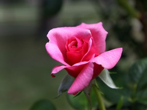 A rose is seen in this file photo. (Dan Janisse/The Windsor Star)