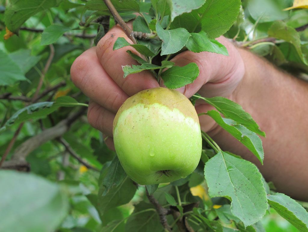 Ruthven Apple Fest back this weekend Windsor Star