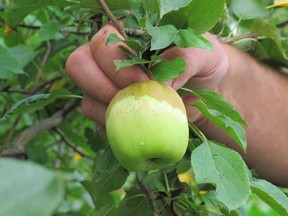 An apple from Wagner Orchards and Estate Winery in Lakeshore on Friday, Aug. 10, 2012. (Windsor Star files)