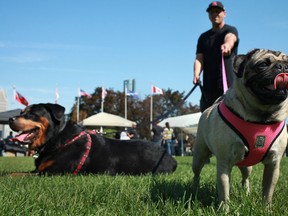 Maggie, a one year old pug, right, and Grunt, a five year old rottweiler, attend the annual Tails on the Trails Pet Walk-a-thon with their owners, Jordan Robinson and Vanessa Priegnitz (not pictured) at Dieppe Park, Sunday, Sept. 16,  2012.  (DAX MELMER/The Windsor Star)