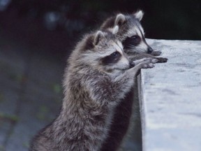 racoon2