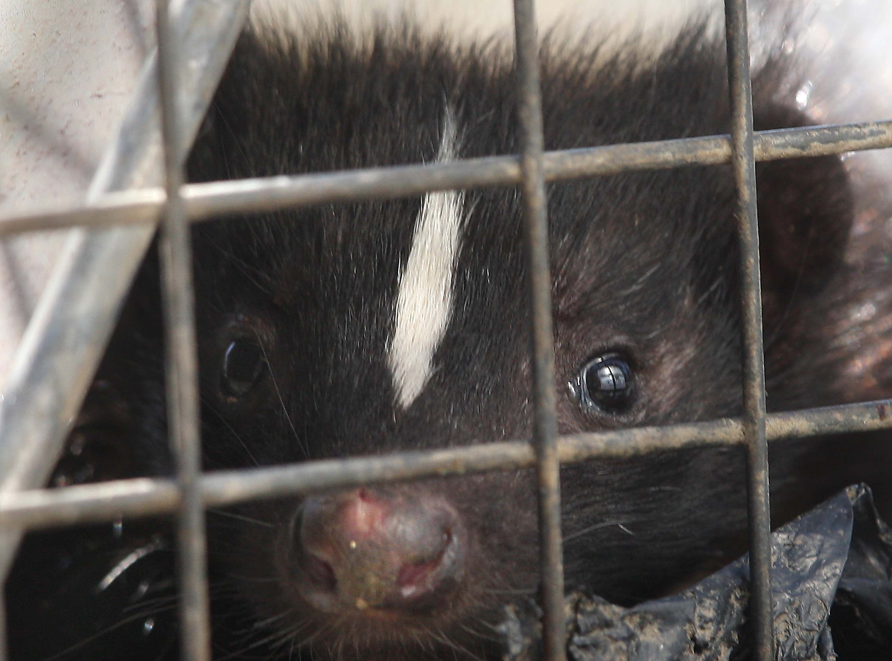 Education, alternative deterrent methods best for skunk problem