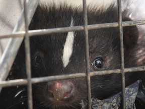 Skunks are a problem in Windsor. (Windsor Star files)