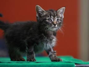 Optimus, a kitten found abandoned and emaciated in a parking lot, is pictured at the humane society, Saturday, Oct. 27, 2012. Optimus is the only survivor of three kittens found. (DAX MELMER/The Windsor Star)