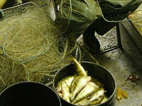 File photo of fishing nets. (Windsor Star files)