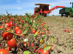 Aug. 22, 2011: Essex County farmers are busy harvesting as many processing tomatoes as they can to truck to processors. These tomatoes at W.D. Farms in Leamington operated by Walt Brown and Doug Toews were being harvested Monday for the H.J. Heinz plant. (Windsor Star-Sharon Hill)