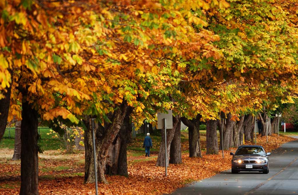 What's Open, Closed On Thanksgiving Weekend | Windsor Star