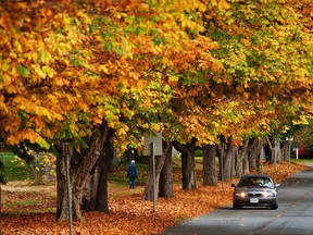 File photo of fall colours. (Windsor Star files)