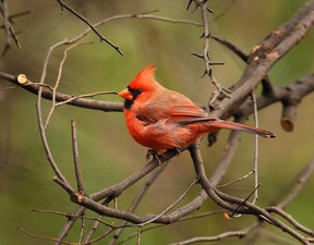 A cardinal is seen in the trees at the Ojibway Nature Centre in Windsor, Ont. on Wednesday, October 31, 2012.               (TYLER BROWNBRIDGE / The Windsor Star)