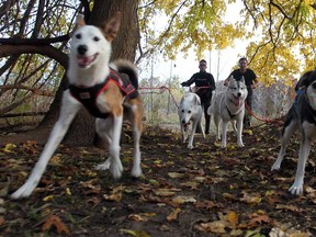 Andrew Strahl, left, with dogs Shiloh, and Flurry,  and Miros Sipos with dogs Timber and Lily, during their urban mushing workout along the trails in Windsor's west side on October, 23, 2012.  (JASON KRYK/ The Windsor Star)