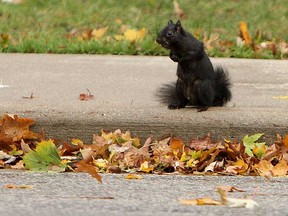 A squirrel debates crossing the street near Memorial Park in Windsor, Ont. on Monday, October 29, 2012. Squirrels have been busy scrounging nuts as the winter weather starts to set in.             (TYLER BROWNBRIDGE / The Windsor Star)
