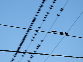 Birds on a wire are shown in Windsor, Ont. in this 2010 file photo. (Tyler Brownbridge / The Windsor Star)