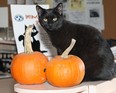 Black cats, pumpkins, ghost tours and graveyards are just a few of the annual symbols you see creeping up this time of year for Halloween. (File Photo) The Windsor Star - Nick Brancaccio