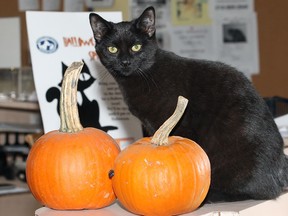 Black cats, pumpkins, ghost tours and graveyards are just a few of the annual symbols you see creeping up this time of year for Halloween. (File Photo) The Windsor Star - Nick Brancaccio