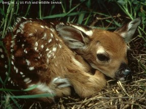 Wings Wildlife centre wants the public to call them or the humane society before removing a deer fawn from the wild. They may not actually need help. (Windsor Star files)