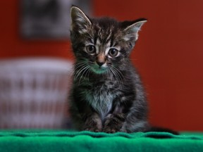 WINDSOR, ONT.:OCTOBER 27, 2012 -- Optimis, a kitten found abandoned in a parking lot, is pictured at the Windsor/Essex County Humane Society, Saturday, Oct. 27, 2012.   (DAX MELMER/The Windsor Star)