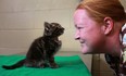 Kaylee McCulloch, a registered veterinarian technician, plays with Optimis, a kitten found abandoned in a parking lot,  at the humane society, Saturday, Oct. 27, 2012.   (DAX MELMER/The Windsor Star)