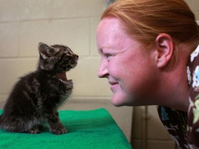 Kaylee McCulloch, a registered veterinarian technician, plays with Optimis, a kitten found abandoned in a parking lot,  at the humane society, Saturday, Oct. 27, 2012.   (DAX MELMER/The Windsor Star)