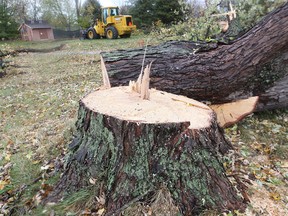 A cut down tree is shown on the former Lakewood Golf Course lands Friday, Oct. 26, 2012. The town ordered the developer of the land to stop certain work due to a lack of official site plan. (DAN JANISSE/The Windsor Star)