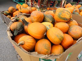 When shopping for your Halloween pumpkin, choose one with a sturdy stem.         (TYLER BROWNBRIDGE / Windsor Star files)