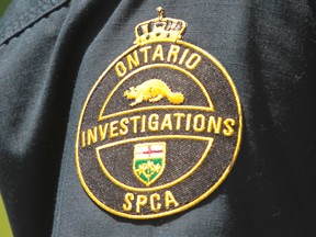 File photo of Ontario Investigations SPCA. (JASON KRYK/ The Windsor Star)