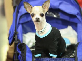 Anny, a teacup chihuahua, rides in a baby pram pushed by her owner at the pet trade fair on November 2, 2012 in Berlin, Germany. (Getty Images files)