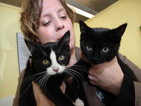 Melanie Coulter with Alexia, left, and Sparta are shown on Thursday, Nov. 22, 2012, at the Windsor/Essex County Humane Society where black cats are up for adoption for 1/2 price on Black Friday.  (NICK BRANCACCIO/The Windsor Star)