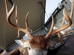 File photo  of deer carcass. (Windsor Star files)