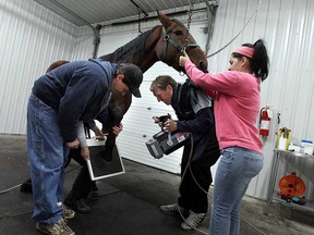 Files: Tim Myers, left, Dr. Mark Biederman and Vanessa Young X-ray a horse's leg at the Biederman Equine Clinic in Lakeshore, Ont. on November 1, 2012.    (TYLER BROWNBRIDGE / The Windsor Star)