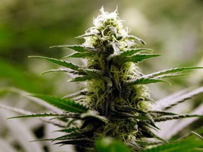 File photo of marijuana plant. (Windsor Star files)