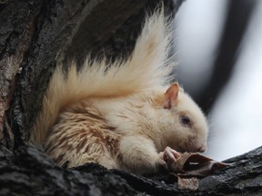 This is what an albino squirrel looks like when not eating Frank's Red Hot Sauce in the backyard of a frustrated Windsor homeowner. (Postmedia News files)