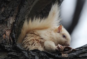 This is what an albino squirrel looks like when not eating Frank's Red Hot Sauce in the backyard of a frustrated Windsor homeowner. (Postmedia News files)