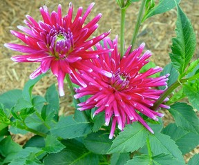 Good preparation for winter storage of dahlias will help them bloom next