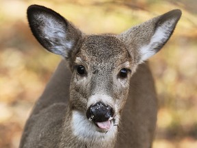 A wild white-tailed deer at Ojibway Park in Windsor, Ont. Photographed Nov. 8, 2012. (Tyler Brownbridge / The Windsor Star)