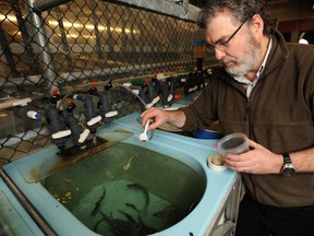 Scientist Dr. Bob Devlin feeds commercial-grade fish food to growth hormone transgenic coho salmon at the Department of Fisheries and Oceans lab in West Vancouver. The genetically modified fish are more aggressive feeders than the non genetically-modified fish, according to Devlin.  (Rebecca Blissett / Postmedia News)