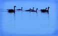A family of geese swim along the shore of Lake St. Clair in this 2010 file photo. (TYLER BROWNBRIDGE/The Windsor Star)