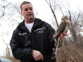 Phil Roberts bands and releases a hawk at the Ojibway Nature Centre on Monday, November 26, 2012. The hawk flew into Dillon Hall at the University of Windsor over the weekend and had to be captured.                  (TYLER BROWNBRIDGE / The Windsor Star)