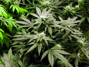 Files: Marijuana plants flourish under the lights at a grow house in Denver, on Thursday, Nov. 8, 2012. (Associated Press files)