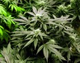 Files: Marijuana plants flourish under the lights at a grow house in Denver, on Thursday, Nov. 8, 2012. (Associated Press files)