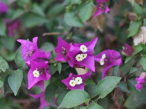 Bougainvillea needs sunny conditions, cooler temperatures for winter.