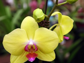 Overwatering orchids can spell doom and gloom. (POSTMEDIA NEWS FILES)