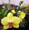 Overwatering orchids can spell doom and gloom. (POSTMEDIA NEWS FILES)