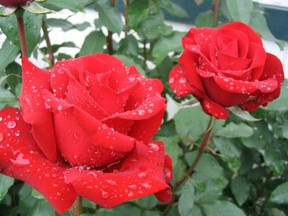 By carefully preparing your rose bushes for the winter, gardeners will love the results they get next summer.