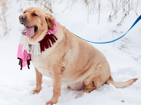 Sam, a six-year-old Labrador mix, is shown when he was received by the Windsor-Essex County Humane Society back in January 2012. At the time, he weighed a whopping 174 pounds — obese by canine standards. (Angie Chauvin / Special to The Star)