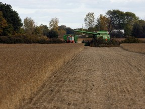 Field of soybean is harvested near Concession 4 and County Road 8 in this 2009 file photo. (NICK BRANCACCIO/The Windsor Star)