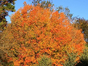 The beautiful colours of a sugar maple tree in the fall is due to genetic and environmental factors.
