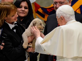 Pope Benedict XVI strokes a lion cub as he greets circus artists and workers during an audience he held in the Pope Paul VI hall, at the Vatican, Saturday, Dec. 1, 2012. Benedict clapped and watched amused as circus workers flipped, flopped, juggled and twisted before him in what the Vatican has called a historic audience to make street performers and other itinerant entertainers feel like they belong to the church. (AP Photo/Andrew Medichini)