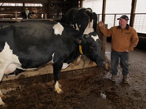 Dairy farmer Mark Balkwill with one of his cows on December 17, 2012. (NICK BRANCACCIO/The Windsor Star)