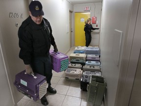 An Agent with the OSPCA (R) and city of Windsor remove cats from an Ouellette Ave. apartment building, Friday, Dec. 14, 2012, in Windsor, Ont. About 145 cats were inside the apartment which had an overwhelming odour of urine.  (DAN JANISSE/The Windsor Star)